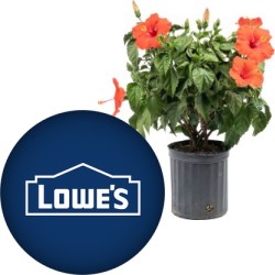 image or logo for deal