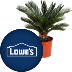 image or logo for deal