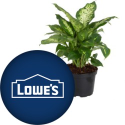 image or logo for deal