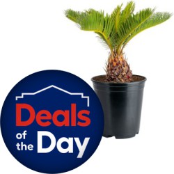 Deal of the Day at Lowe's: Up to 35% off on Select Costa Farms Live House Plants