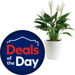 Deal of the Day at Lowe's: Up to 35% off Select Costa Farms Live House Plants