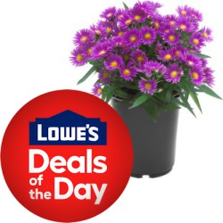 Deal of the Day at Lowe's: Save 30% off on Select Outdoor Plants Today Only