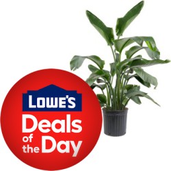 Deal of the Day at Lowe's: Save up to 40% off on Select Costa Farms Live Plants