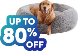 Clearout Sale Deal at Wayfair: Save up to 80% off on Hundreds of Pet Essentials