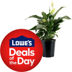 Deal of the Day at Lowe's: Up to 40% off Select Costa Farms Live House Plants